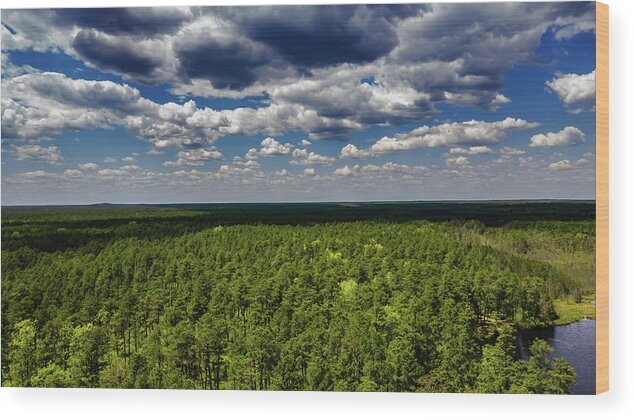 Franklin Parker Preserve Wood Print featuring the photograph Beautiful Pine Barrens Landscape by Louis Dallara