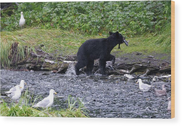 Alaska Wood Print featuring the photograph Black Bear with Salmon by Cheryl Strahl