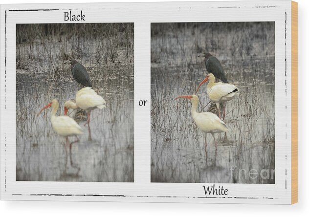 Florida Wood Print featuring the photograph Black or White by Venura Herath