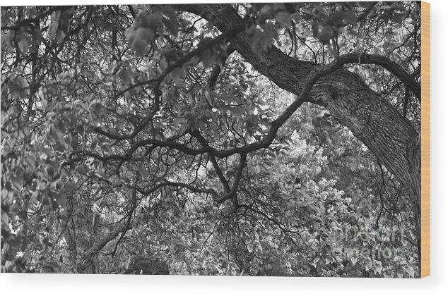 Tree Arboles Wood Print featuring the photograph Blowing in the Wind by Tony Lee