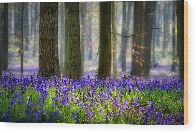 Landscape Wood Print featuring the photograph Bluebell wood 2 by Remigiusz MARCZAK