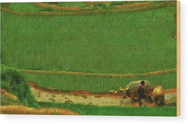 Buffalo Wood Print featuring the photograph Buffallos on the rice field by Robert Bociaga