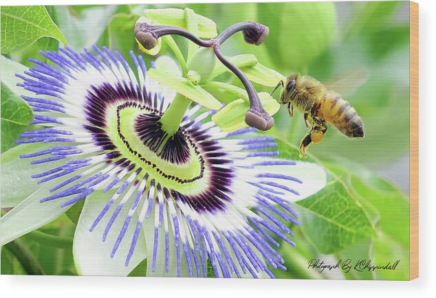 Passion Flower Wood Print featuring the digital art Buzzing around 01 by Kevin Chippindall