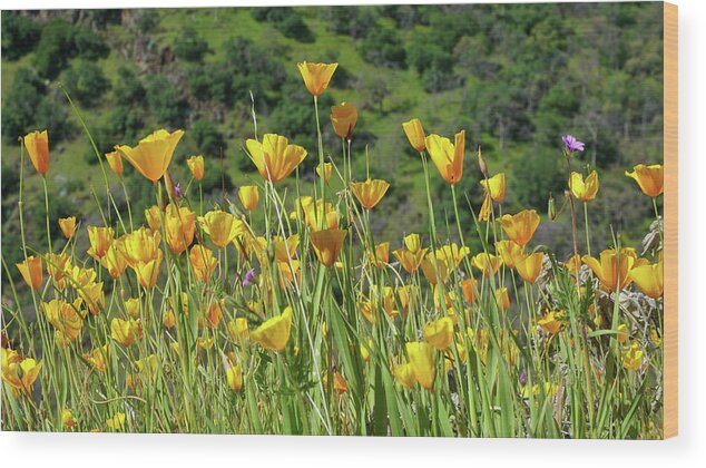 Poppies Wood Print featuring the photograph California Gold by Brett Harvey