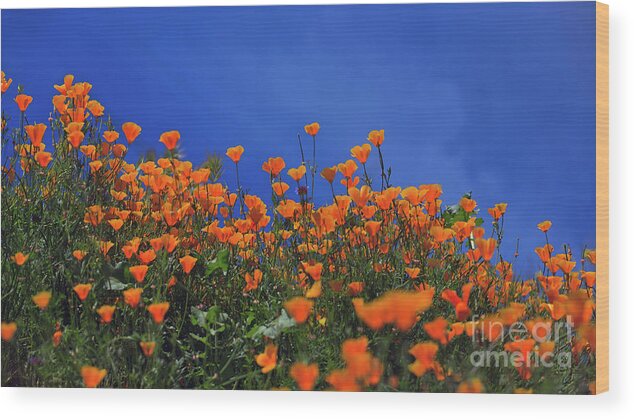 Yellow Wood Print featuring the photograph California Poppies at Walker Canyon in Lake Elsinore, California by Sam Antonio
