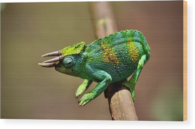 Chameleon Wood Print featuring the photograph Chameleon Close-Up by Matti Barthel