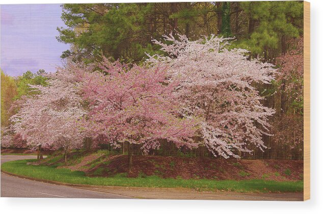 Cherry Trees Wood Print featuring the photograph Cherry Treess by Ola Allen