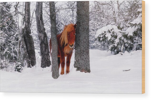 Horse Wood Print featuring the photograph Chestnut Horse Between Trees in Snowy Winter Landscape by Nicklas Gustafsson