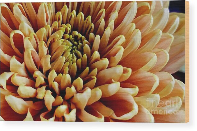 Art Wood Print featuring the photograph Golden Fall Chrysanthemum by Jeannie Rhode