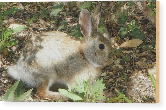 Animals Wood Print featuring the photograph Cottontail by Segura Shaw Photography