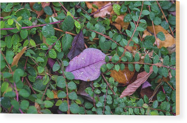 Dewdrops Wood Print featuring the photograph Covered in Dew by Monte Stevens
