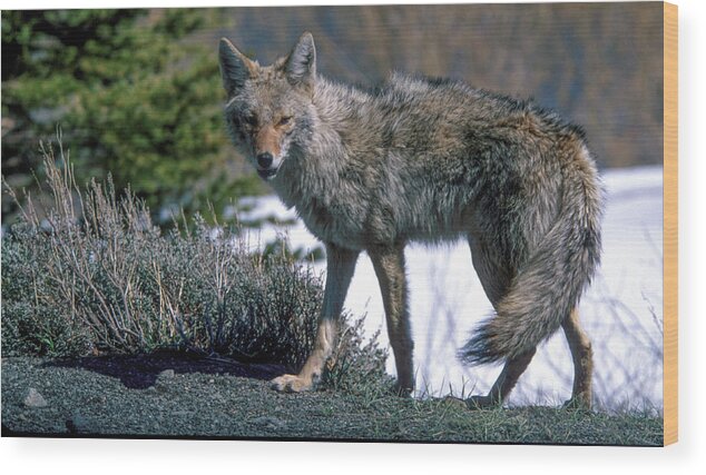 Coyote Wood Print featuring the photograph Coyote Stance - Snowcreek Golf Course - Mammoth Lakes - CA by Bonnie Colgan