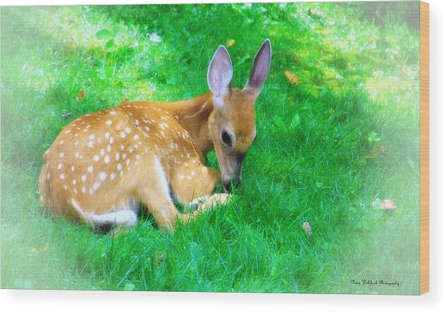 Nature Wildlife Fawn Wood Print featuring the photograph Cozy Fawn by Mary Walchuck