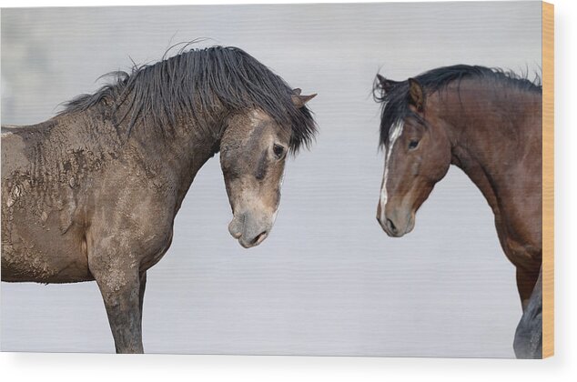 Stallion Wood Print featuring the photograph Crusted Stallion. by Paul Martin