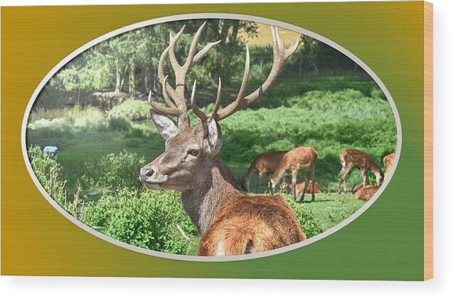 Deer Wood Print featuring the photograph Deer with Antlers by Nancy Ayanna Wyatt