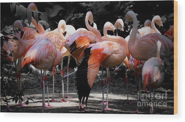 Flamingo Wood Print featuring the photograph Denver Zoo Flamingo by Veronica Batterson