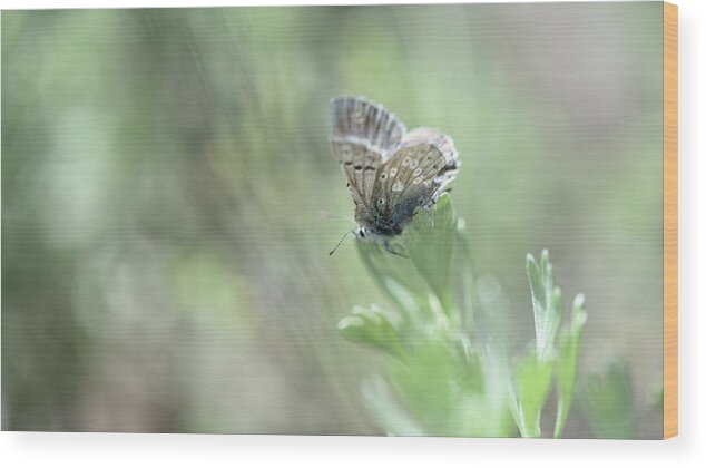Butterfly Wood Print featuring the photograph Desert Butterfly by Leanna Kotter