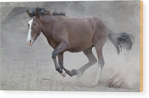 Stallion Wood Print featuring the photograph Dusty Sprint. by Paul Martin