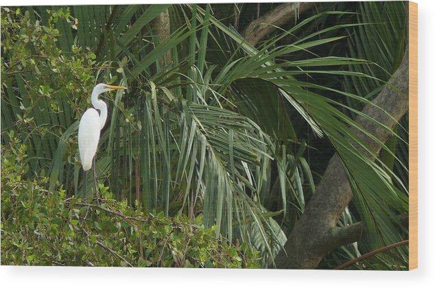 Egret Wood Print featuring the photograph Egret in the jungle by Robert Bociaga