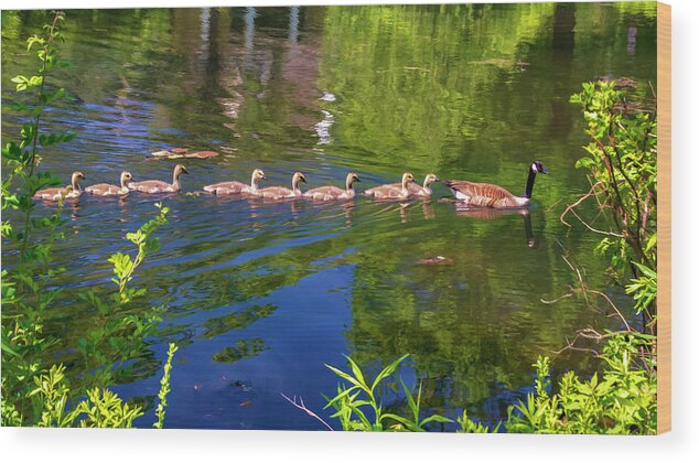 Canadian Wood Print featuring the photograph Eight Is Enough by Cathy Kovarik