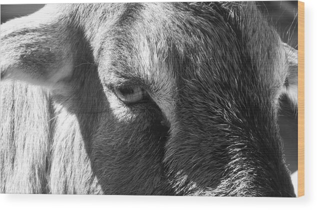 Hair Wood Print featuring the photograph Eye of the Goat by Cathy Harper
