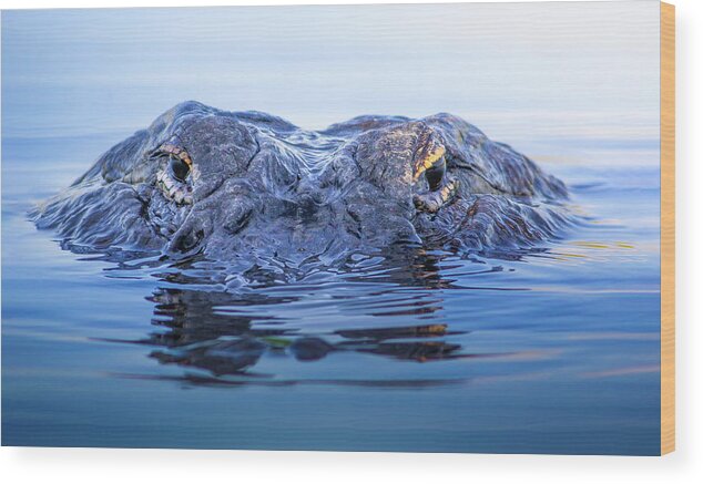 Alligator Wood Print featuring the photograph Eyes of the Everglades by Mark Andrew Thomas