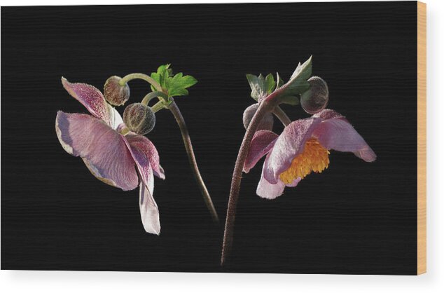 Fall Anemone Wood Print featuring the photograph Fall Anemone by Movie Poster Prints