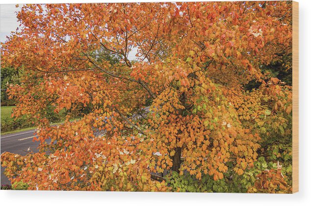 New Jersey Wood Print featuring the photograph Fall Colored Leaves by Louis Dallara