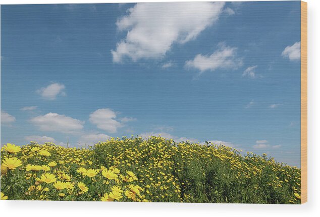 Flower Field Wood Print featuring the photograph Field with yellow marguerite daisy blooming flowers against and blue cloudy sky. Spring landscape nature background by Michalakis Ppalis