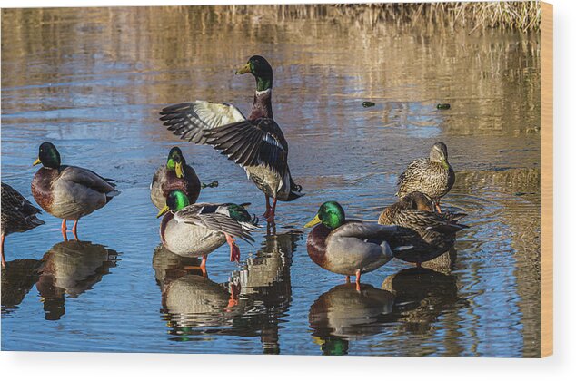 Birds Wood Print featuring the photograph Flaping Our Wings - Mallard Ducks by Louis Dallara
