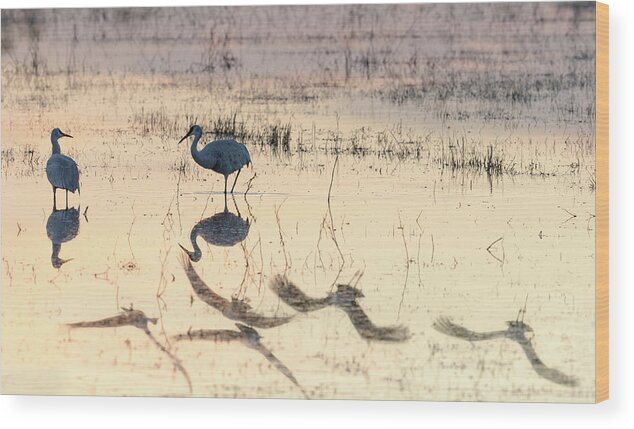 Bosque Del Apache Wood Print featuring the photograph Fly By by Maresa Pryor-Luzier