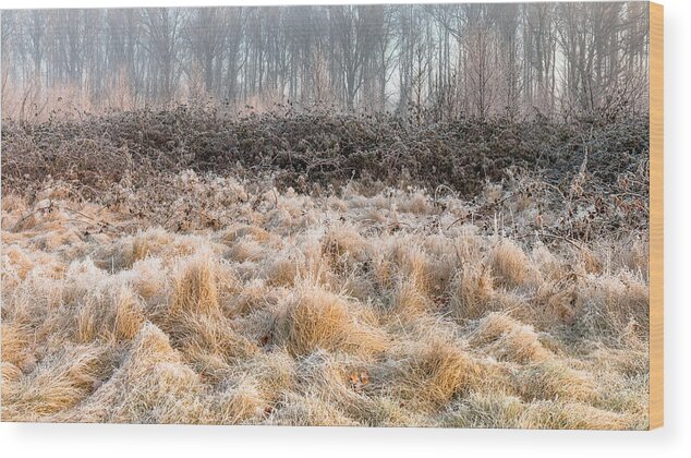 Scenics Wood Print featuring the photograph Frozen Grasses by William Mevissen