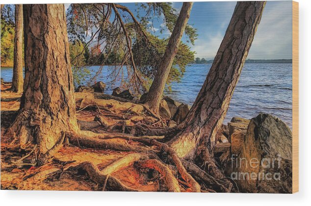 Lake Wood Print featuring the photograph Golden Hour Trees at Lake Norman by Amy Dundon