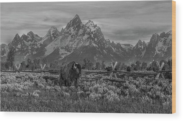  Wood Print featuring the photograph Grand Teton Boss by Kevin Dietrich