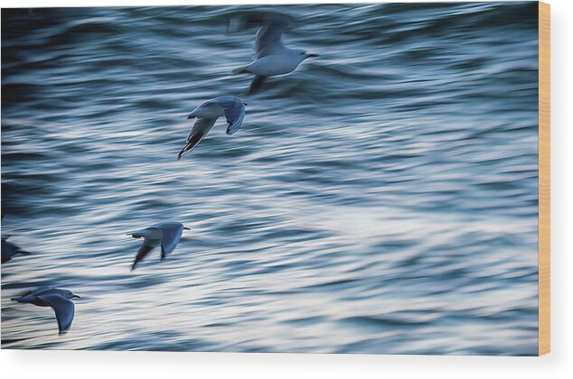 Gulls In Flight Wood Print featuring the photograph Gull flight by Johannes Brienesse