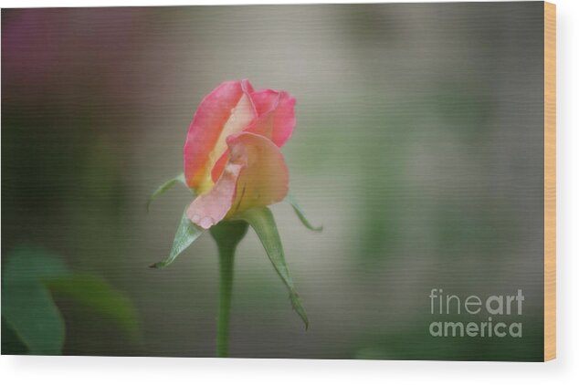Happy Valentine's Day Wood Print featuring the photograph Happy Valentine's Day, Pink Rose After Rain by Felix Lai
