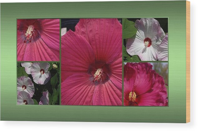 Hibiscus Wood Print featuring the photograph Hardy Hibiscus by Nancy Ayanna Wyatt