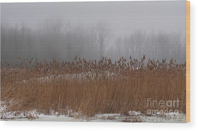Angles Of A Huge Tree Wood Print featuring the photograph Here Comes the Fog by fototaker Tony