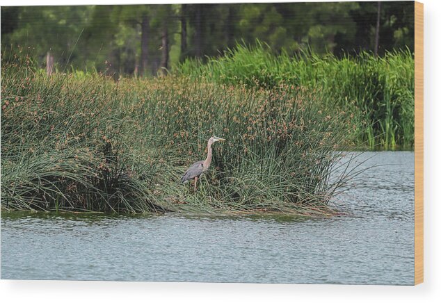 Heron Wood Print featuring the photograph Majestic by Laura Putman