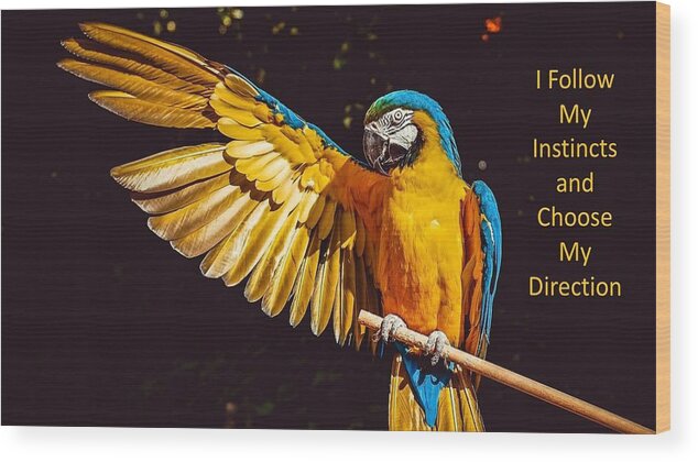 Parrot Wood Print featuring the photograph I Follow My Instincts and Choose My Direction by Nancy Ayanna Wyatt