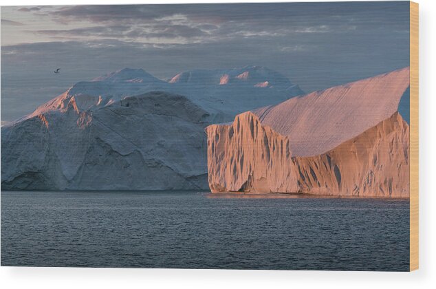 Midnight Wood Print featuring the photograph Icebergs in the midnight sun by Anges Van der Logt