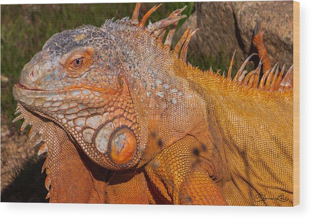 Iguana At Out Of Africa Fstop101 Wood Print featuring the photograph Iguana by Geno Lee