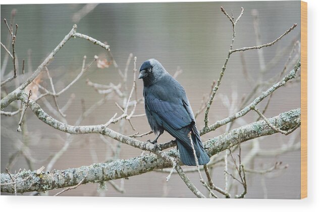 Jackdaw Wood Print featuring the photograph Jackdaw perching on an oak branch by Torbjorn Swenelius