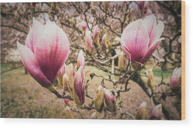 Spring Wood Print featuring the photograph Jane Magnolias Wide Closeup by Jason Fink