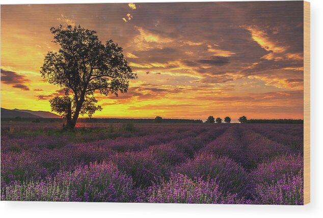 Bulgaria Wood Print featuring the photograph Lavender Sunrise by Evgeni Dinev