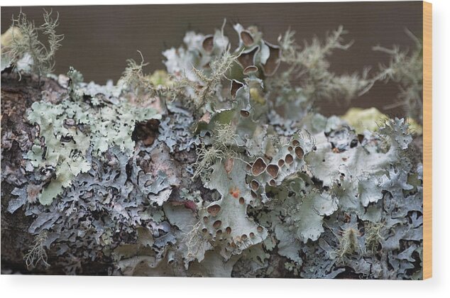 Lichen Wood Print featuring the photograph Lichen Sampler by Linda Bonaccorsi