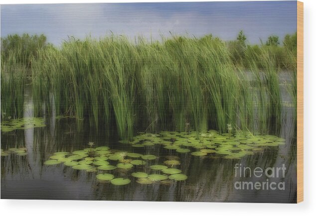 Louisiana Wood Print featuring the photograph Louisiana Bayou by Neala McCarten