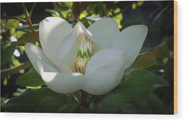 Majestic Wood Print featuring the photograph Majestic Magnolia Opening by D Lee