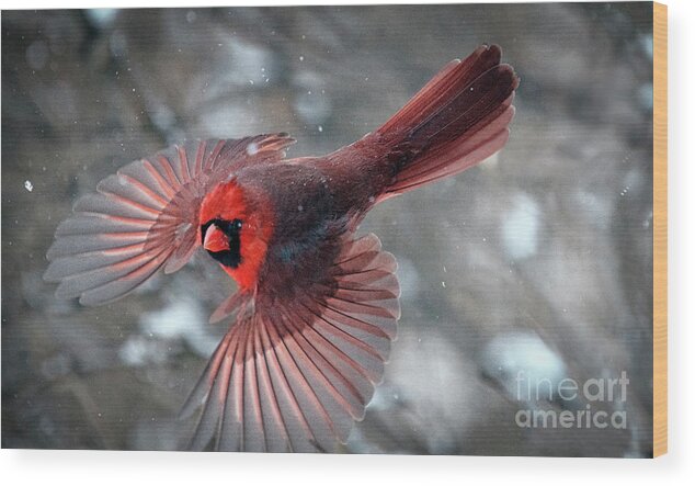 Northern Cardinal Wood Print featuring the photograph Male Northern Cardinal in a Snow Storm by Sandra Rust