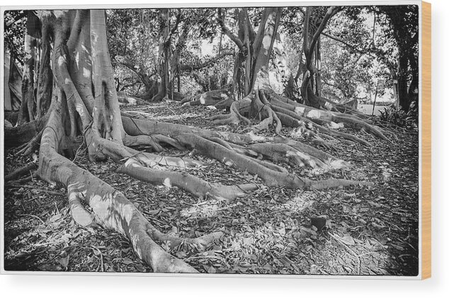 Horizontal Wood Print featuring the photograph Moreton Bay Fig Trees by Mike-Hope by Mike-Hope